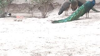 Peacock farming