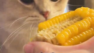 Adorable!! ASMR Cat Eats CORN ???? - meow__cash