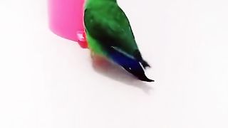 most cute parrot in the  world