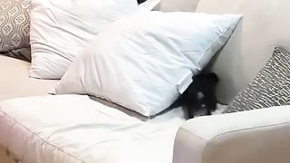 энерджайзер