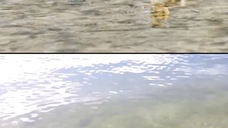Baby Ducks in Lake