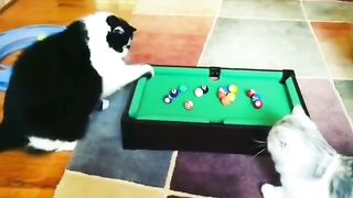 Funny Cats video