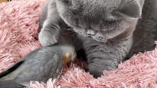 Cute cat n parrot