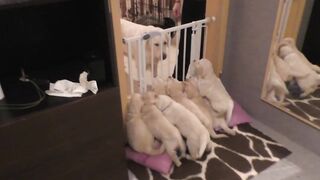 Dog mother