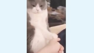Funny Animal Videos Part 1