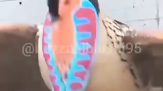 Beautiful bird showing porfarmiinc