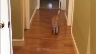 Funny cat