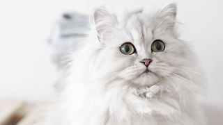 Cute cat????