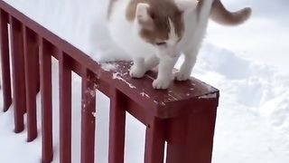 cat jump in snow