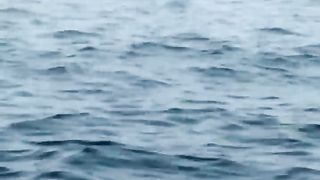 This sea animal is the biggest in the world
