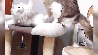 angry cat
