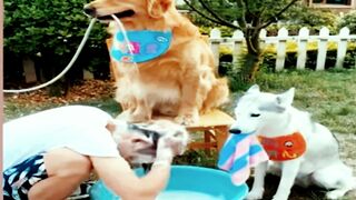 Funniest Animals | Funny???? Dog And Cat | Funny Animals Video #4