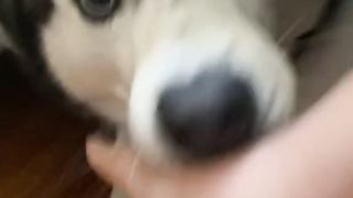 Funny Dog Playing