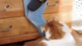 Funny cats video