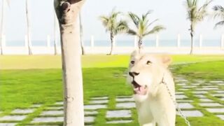 lion video