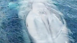 Blue whale