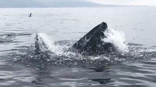 Feeding Humpback Whale