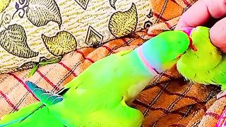 parrots love amazing shorts #frbspot