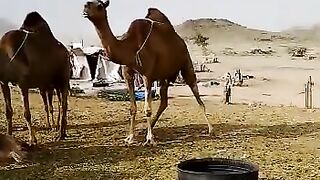 Саудия
