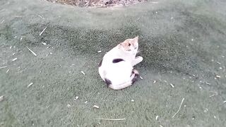 Beautiful Stray Cat in the Garden