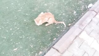 Amazing Stray Cat with Orange Color