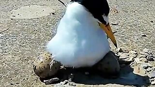 Mother love