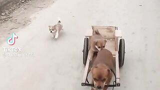 funny videos