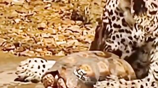 How turtle save his life from Cheetah ????