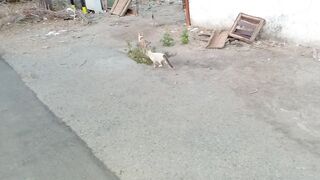 2 cute and funny street cats video Febspot
