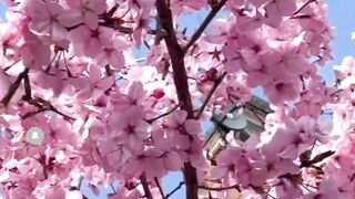 Cherry Blossom Avenue/Germany