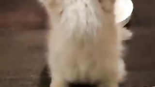 funnycatvideo Academy by akio kid