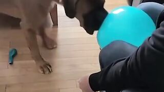 Funny cat and dogs viral video 2023