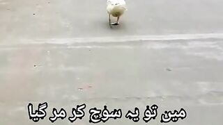 #cute#video#clip