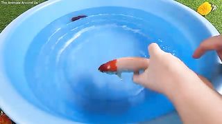 Goldfish video for kids playing