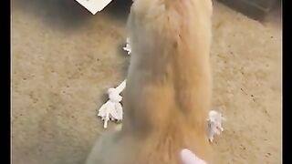Funny cat video Academy 2023 by akio kid