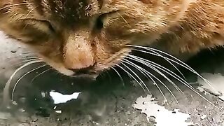 funny cat video Academy 2023 by akio kid