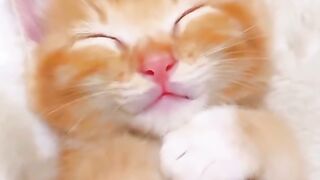 Cute kitten is sleeping