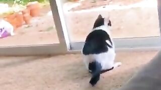 funny cat video Academy 2023 by akio kid