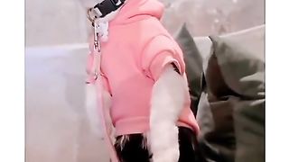 Cute cat stats ????