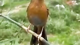 bird beautiful voice