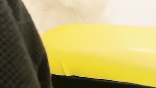 Cute White Kitten is playing