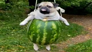 ????Funny moments for animals????