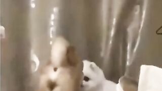 NK FUNNY PETS #37