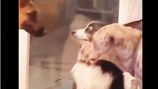 NK FUNNY PETS #40