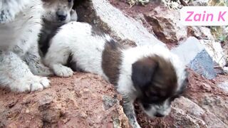 Dog kids saveing life video