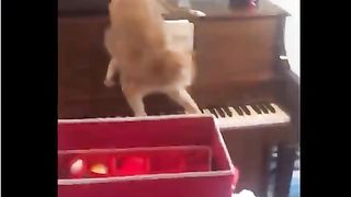 NK FUNNY PETS #41