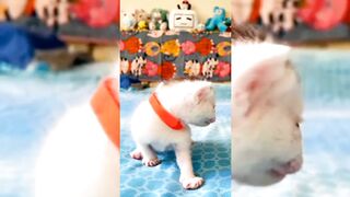 White kitty calling to mother