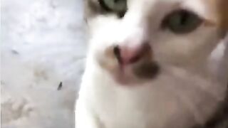 NK FUNNY PETS #42