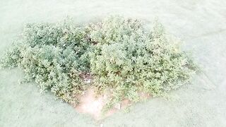 Beautiful Plant in the Garden