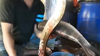 Big Katla Fish Cutting